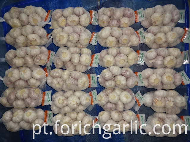 Good Quality Regular White Garlic 2019